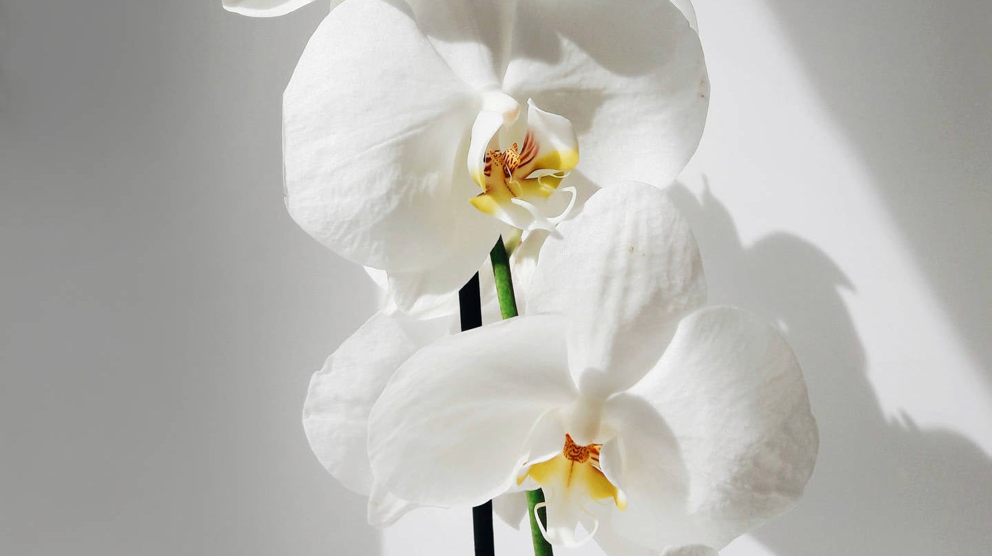 Caring For Your Orchids - Immanuel Florist