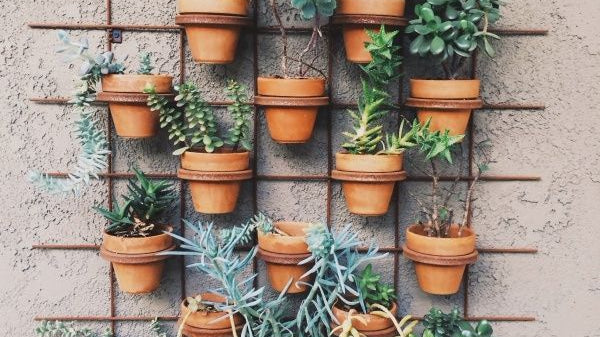 Caring for Your Outdoor Plants - Immanuel Florist
