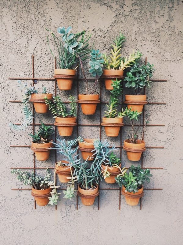 Caring for Your Outdoor Plants - Immanuel Florist