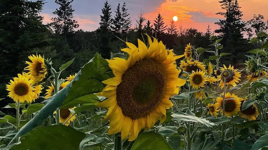 Sunflowers: Unveiling Nature's Radiant Wonders - Immanuel Florist