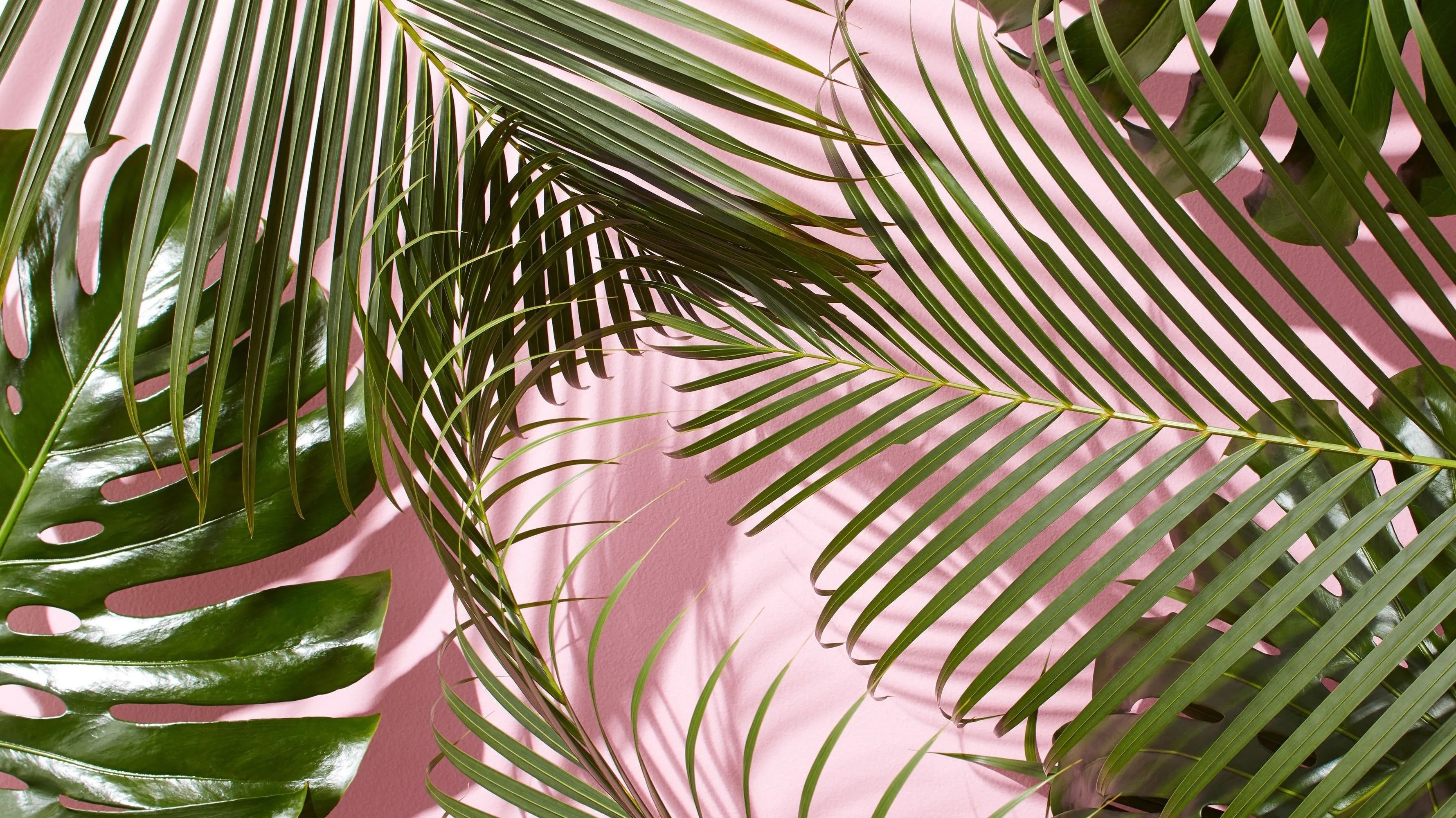 Timeless Plant Trends - Immanuel Florist