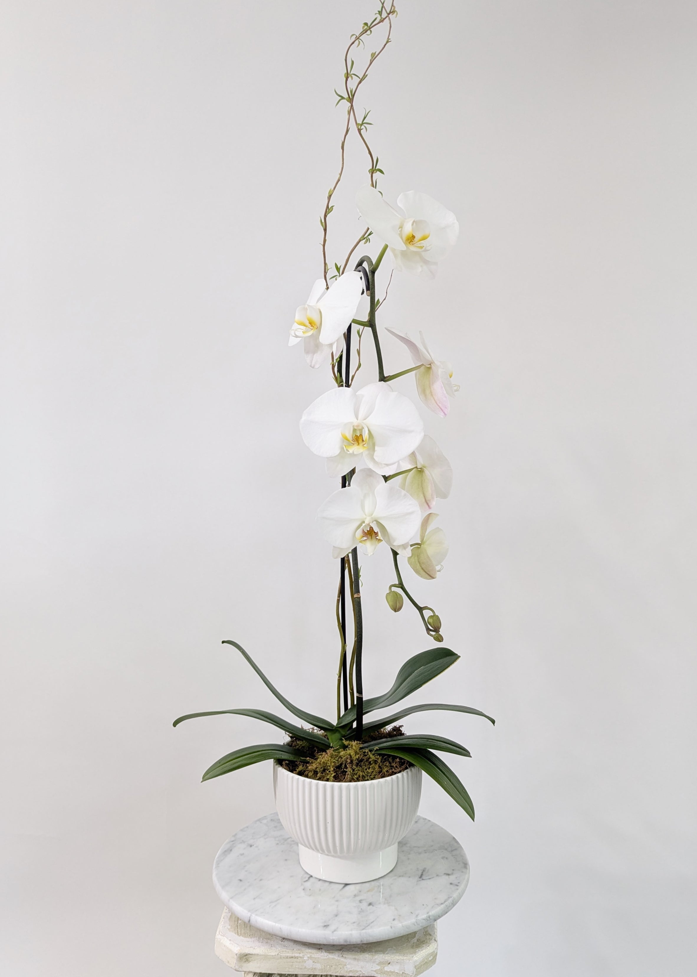 Quiet Grace Orchid - Immanuel Florist