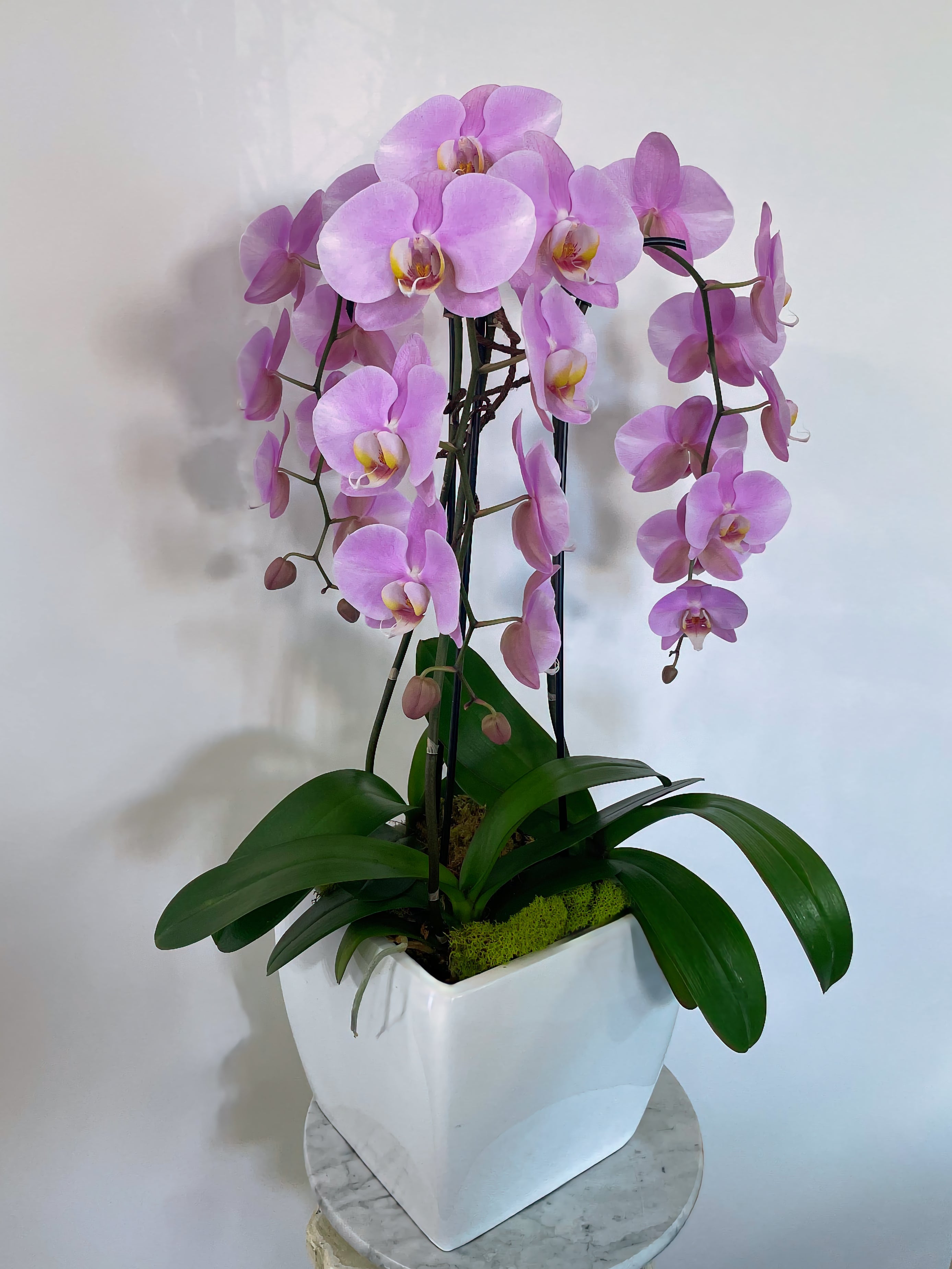Quiet Grace Orchid - Immanuel Florist
