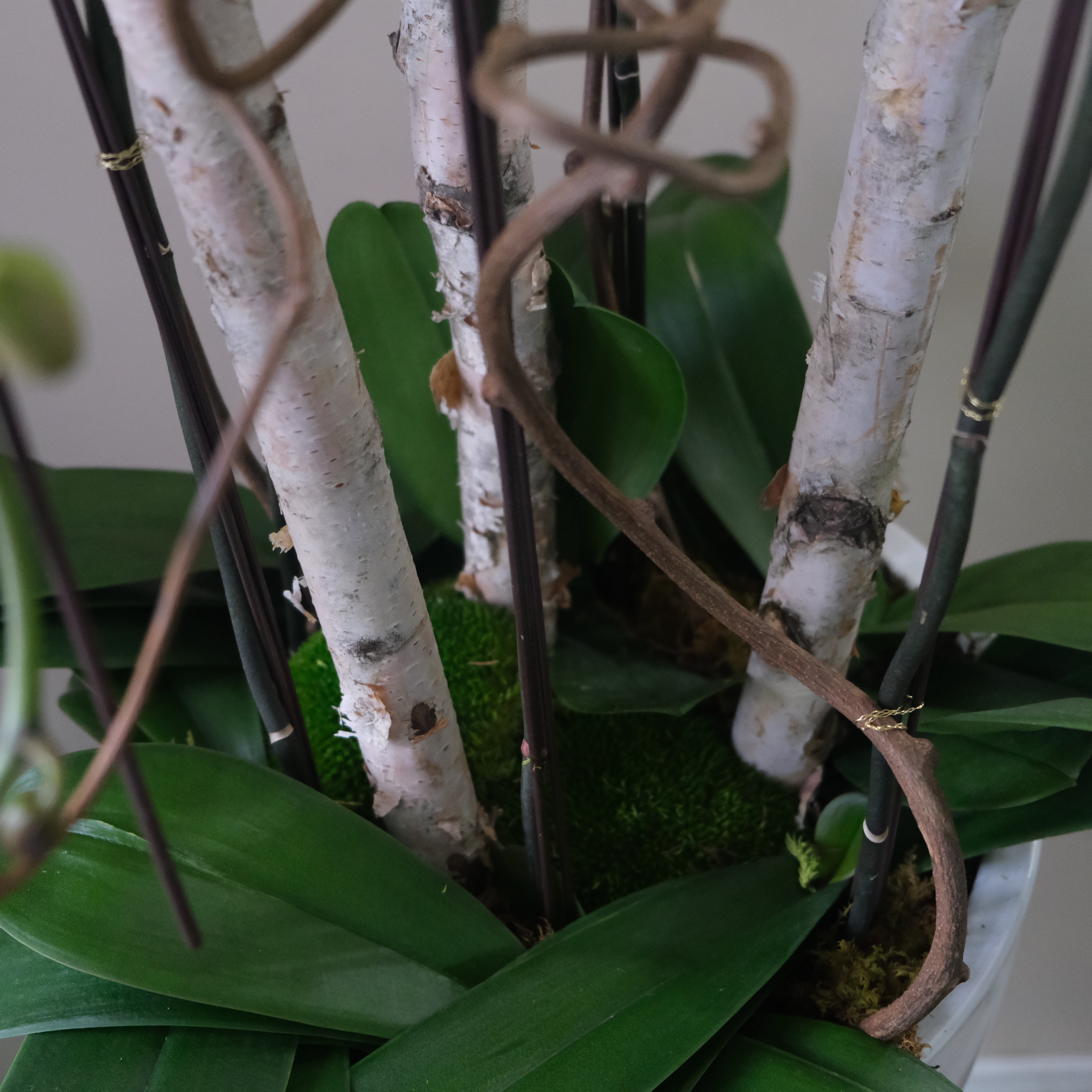 Eternal Fountain - Immanuel Florist