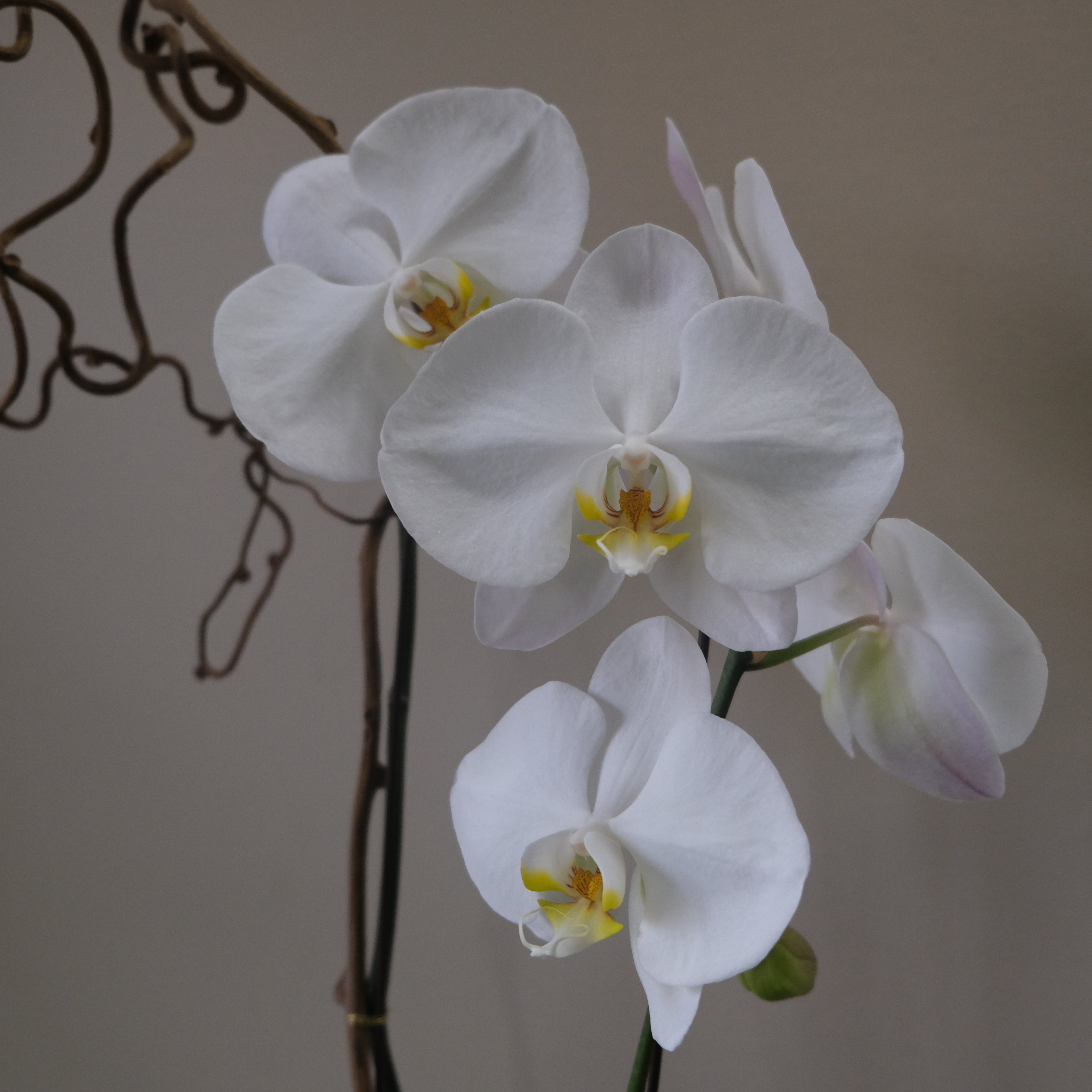 White Orchid - Immanuel Florist