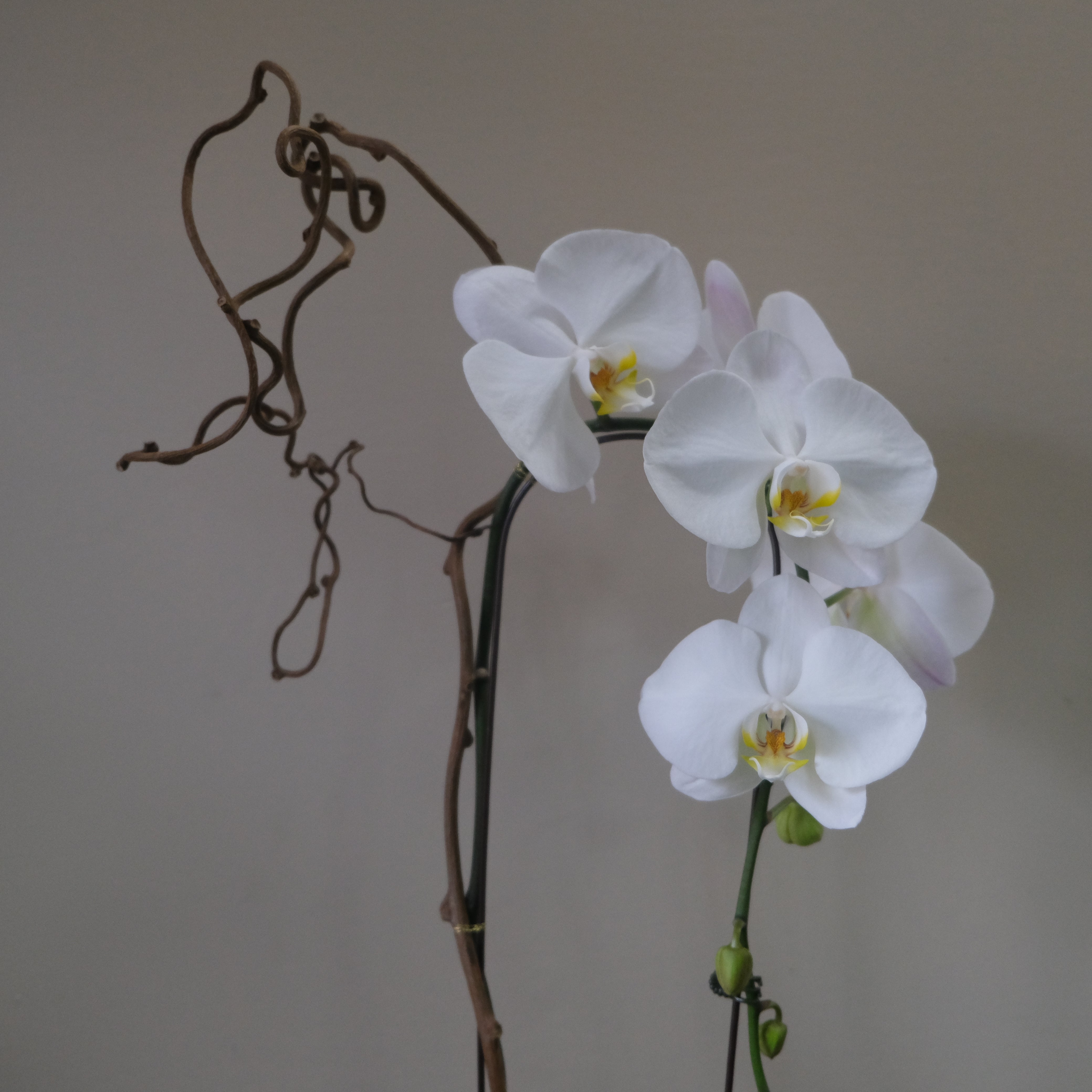 White Orchid - Immanuel Florist