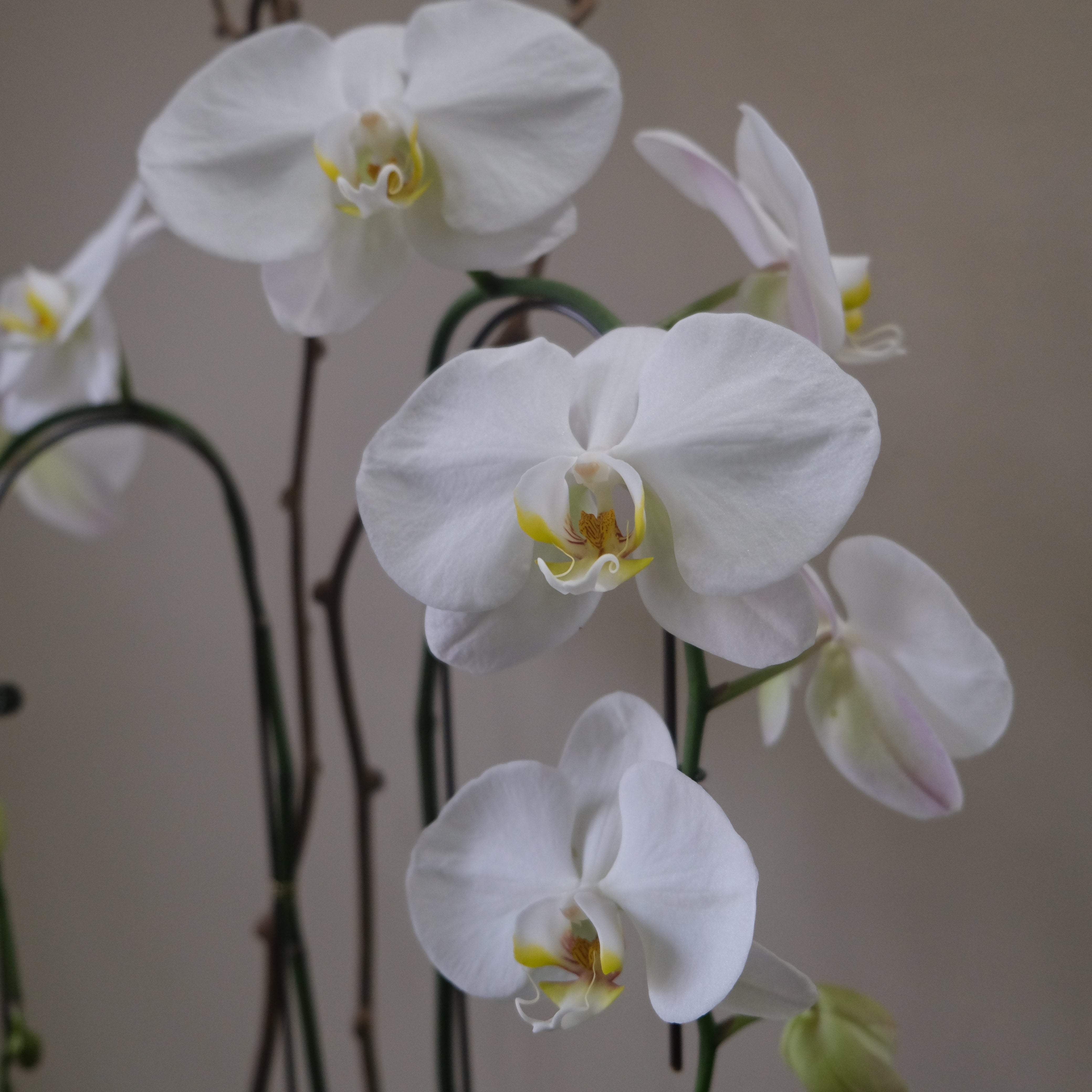 White Orchid - Immanuel Florist