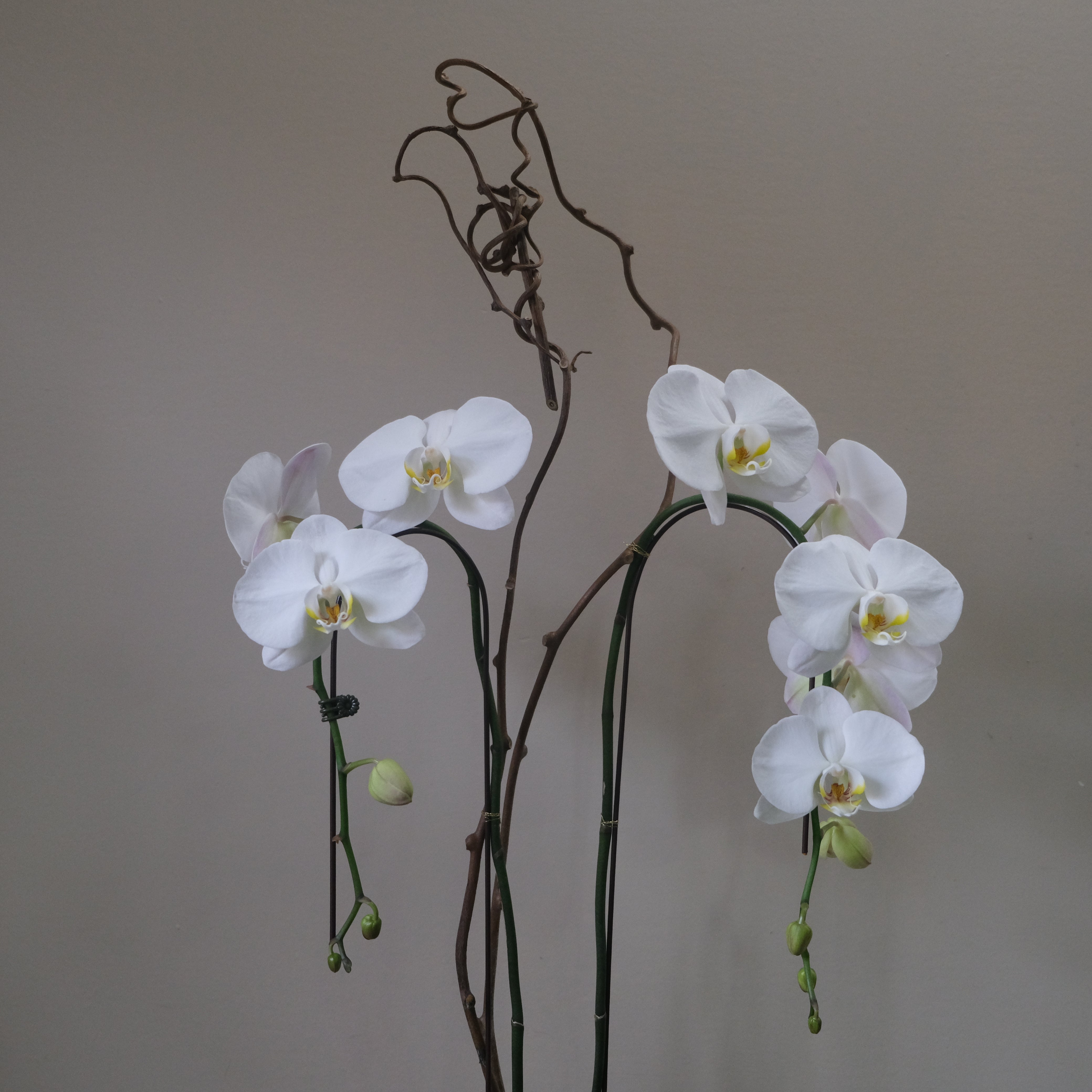 White Orchid - Immanuel Florist