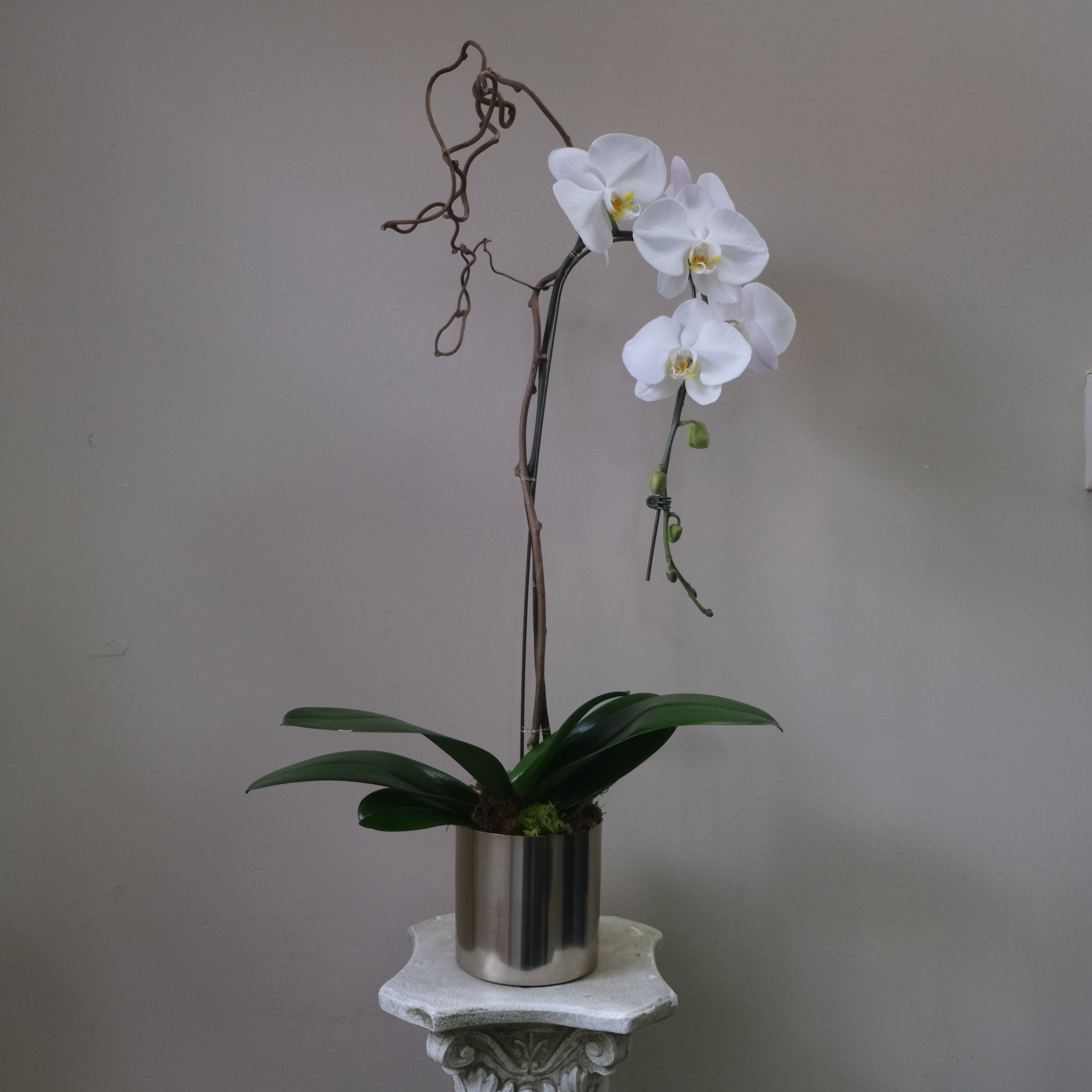 White Orchid - Immanuel Florist