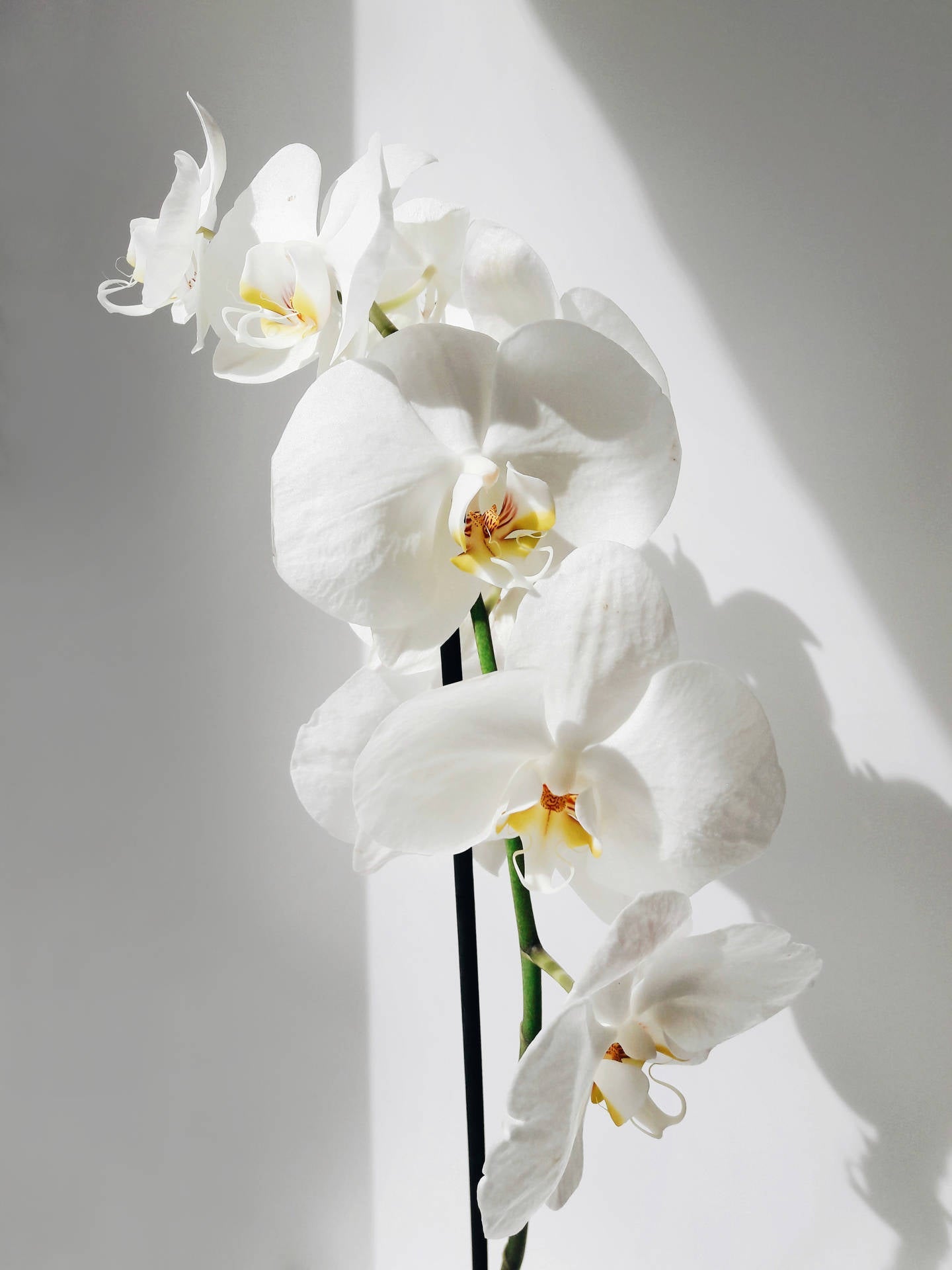 Caring For Your Orchids - Immanuel Florist