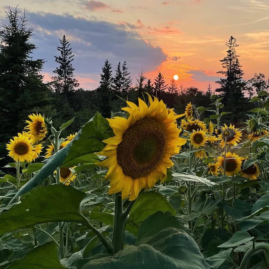 Sunflowers: Unveiling Nature's Radiant Wonders - Immanuel Florist