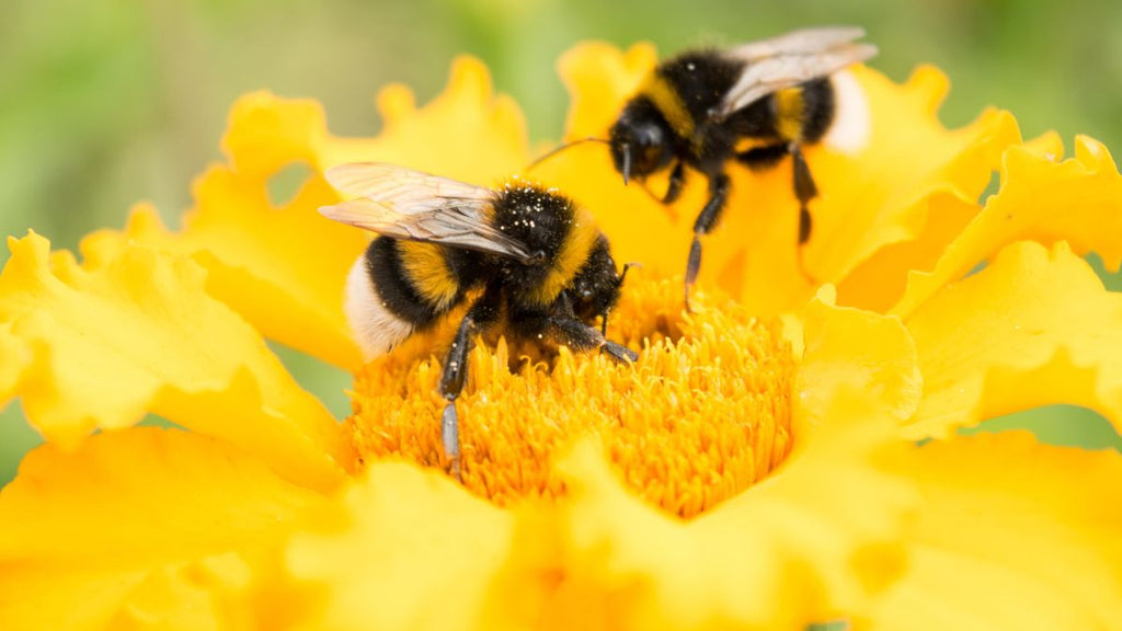 The Connection Between Bees and Flowers: Why We Need to Protect Pollinators - Immanuel Florist