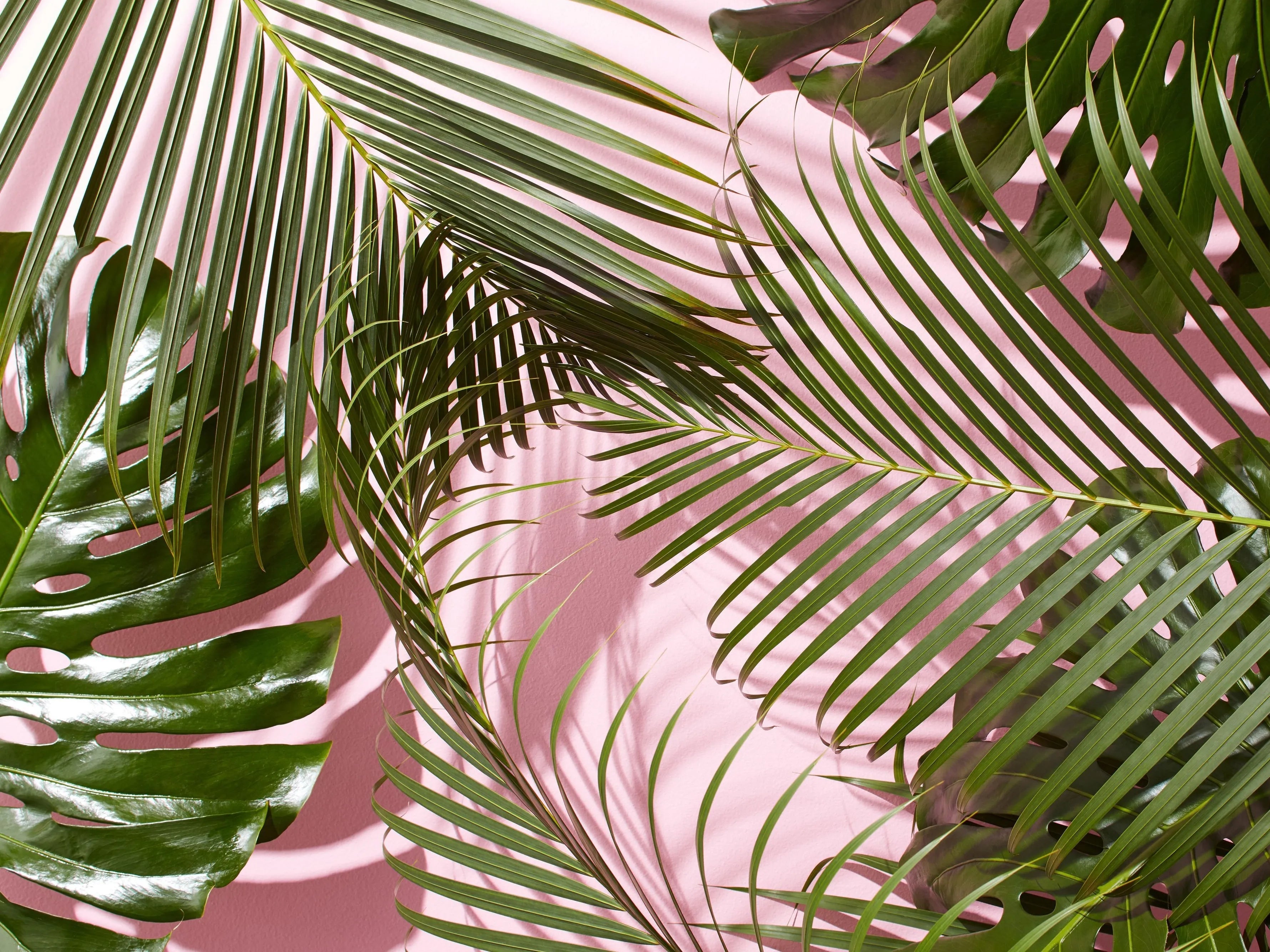 Timeless Plant Trends - Immanuel Florist