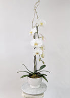 Quiet Grace Orchid - Immanuel Florist