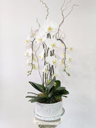 Quiet Grace Orchid - Immanuel Florist