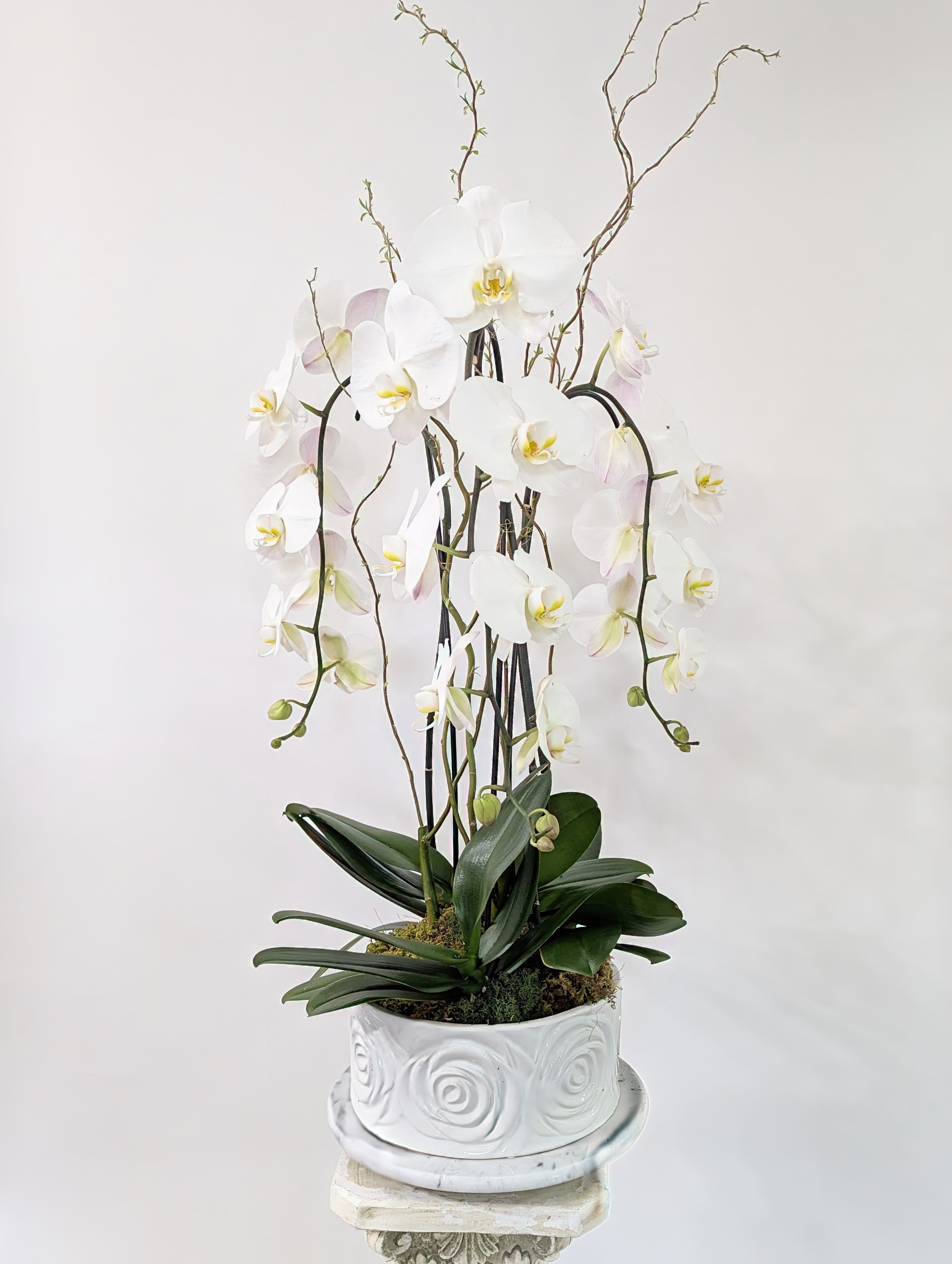 Quiet Grace Orchid - Immanuel Florist