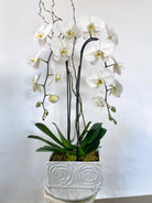 Quiet Grace Orchid - Immanuel Florist
