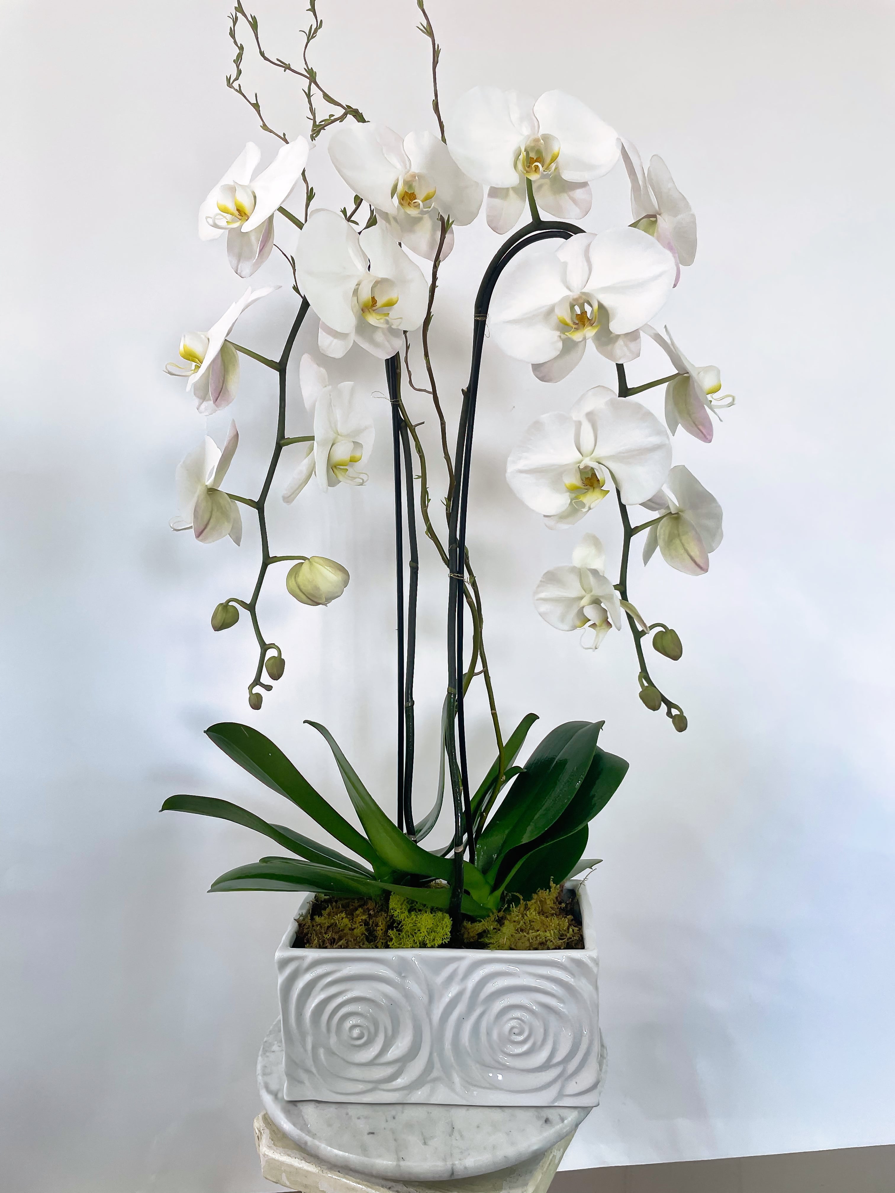 Quiet Grace Orchid - Immanuel Florist