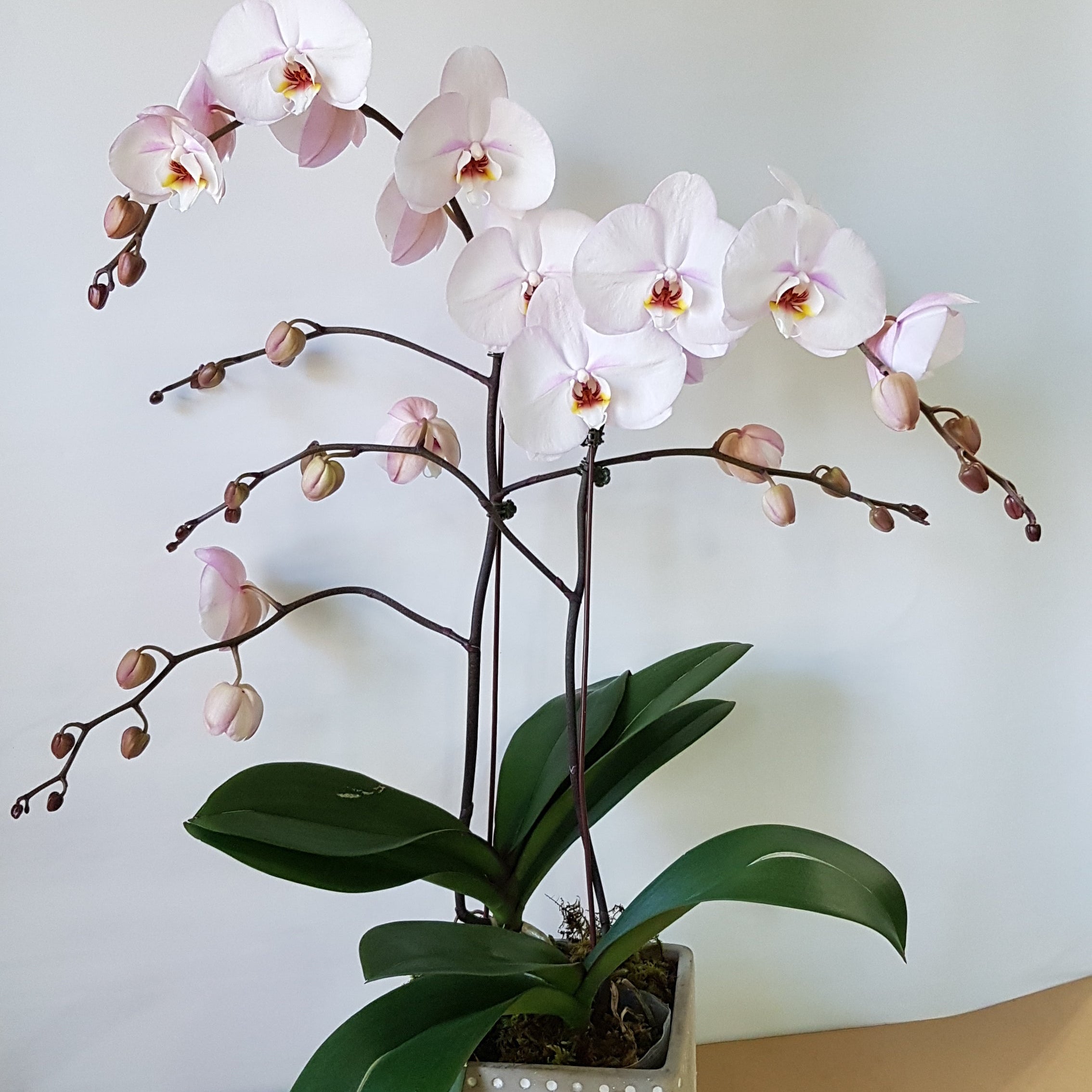 Blush Spray orchids - Immanuel Florist