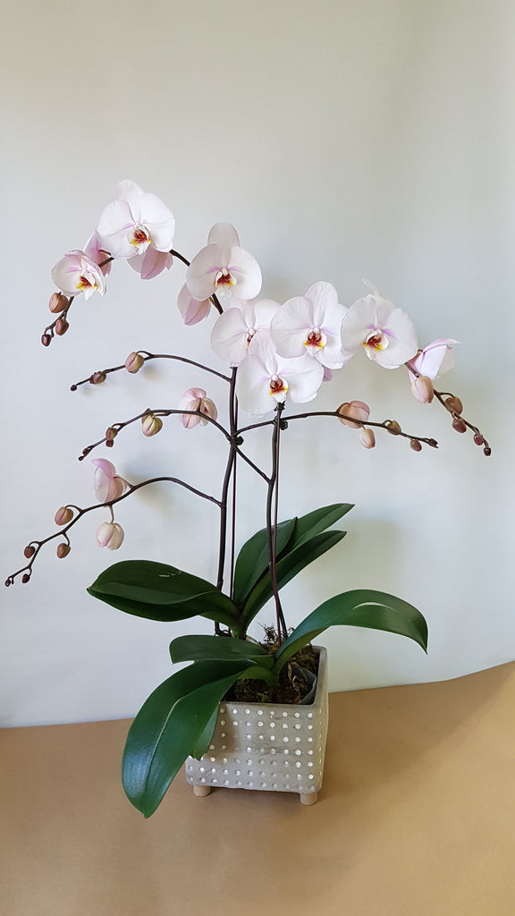 Blush Spray orchids - Immanuel Florist
