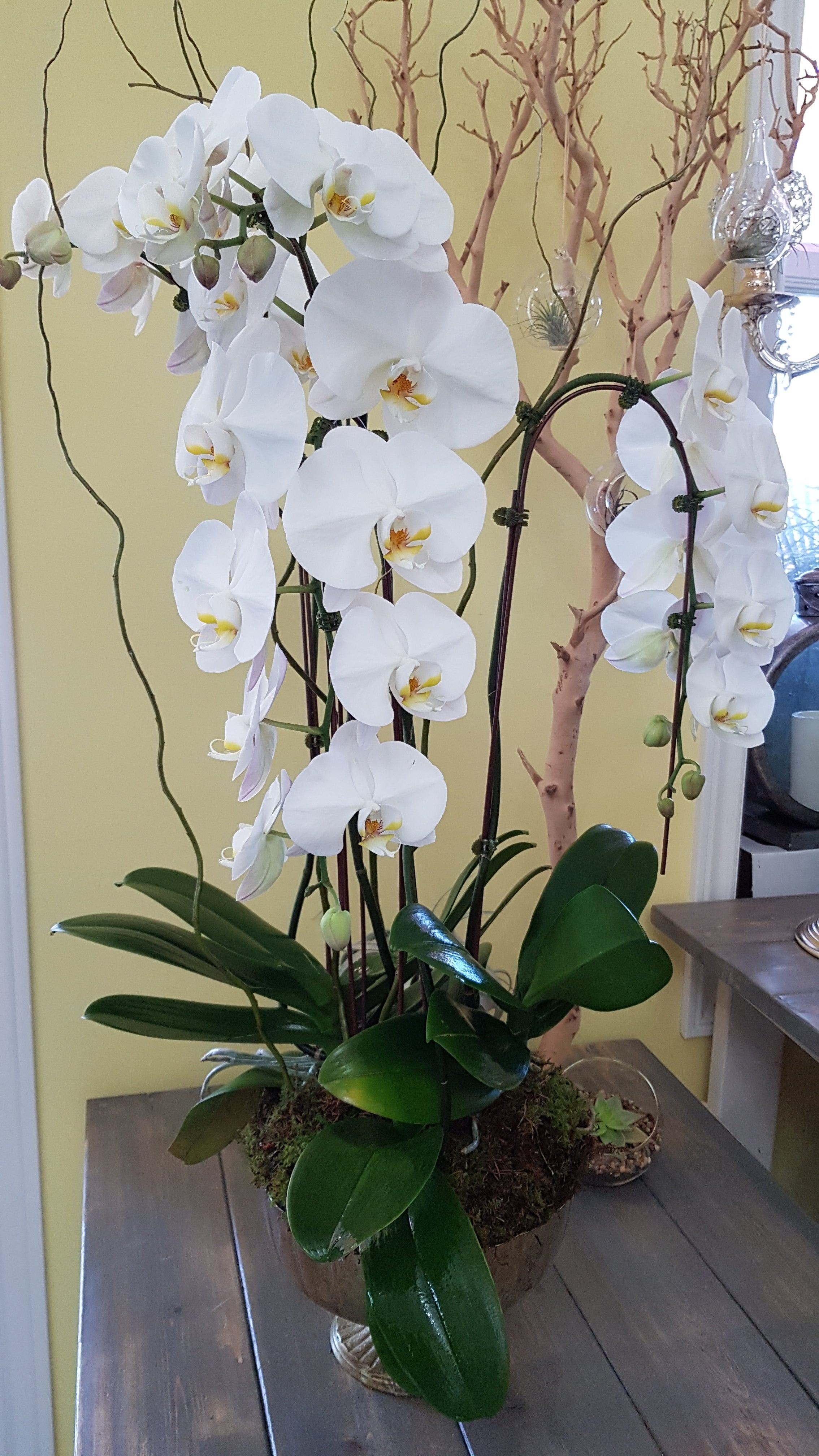 Cascading White Orchids - Immanuel Florist