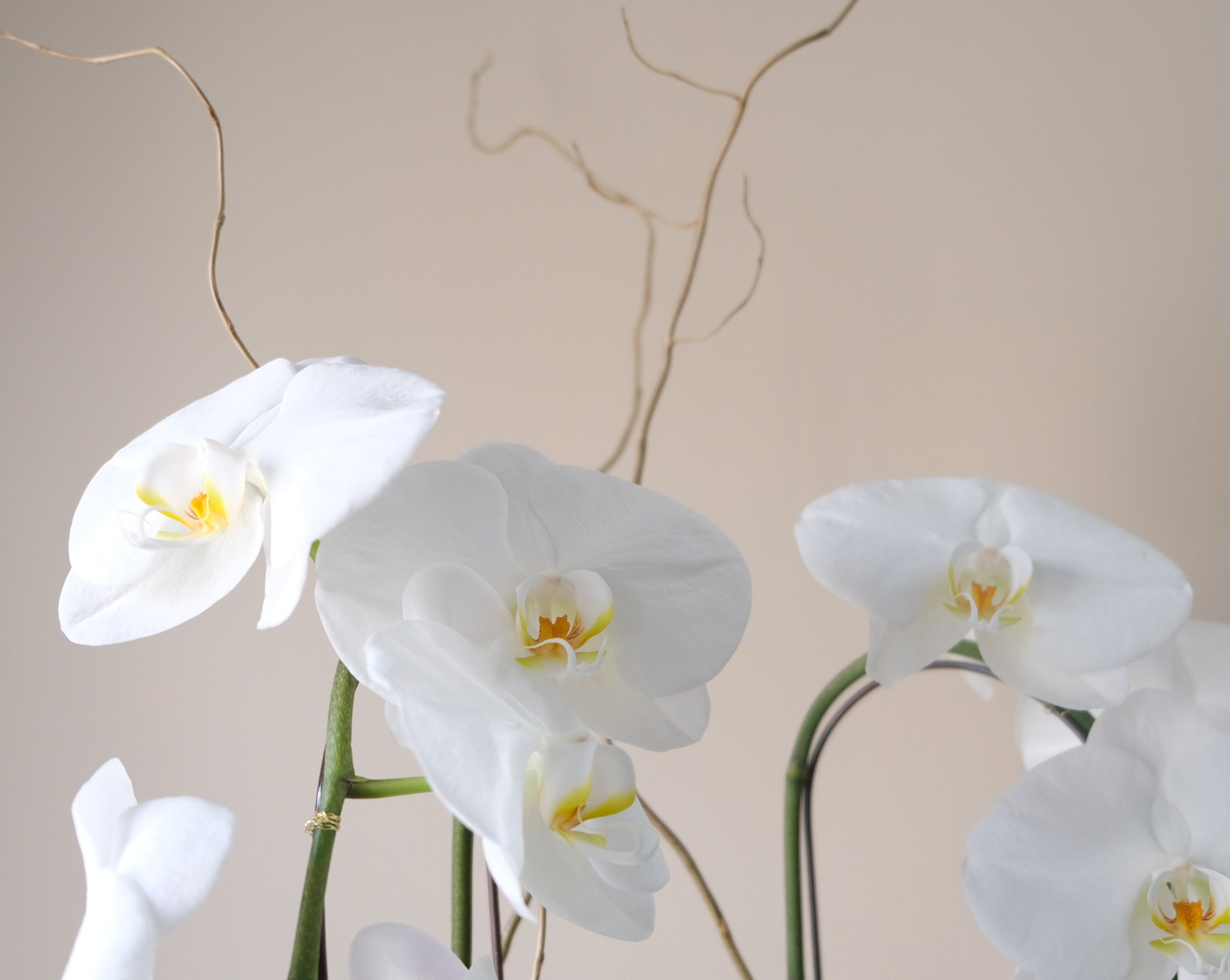 Double Orchid Potted Plant - Immanuel Florist