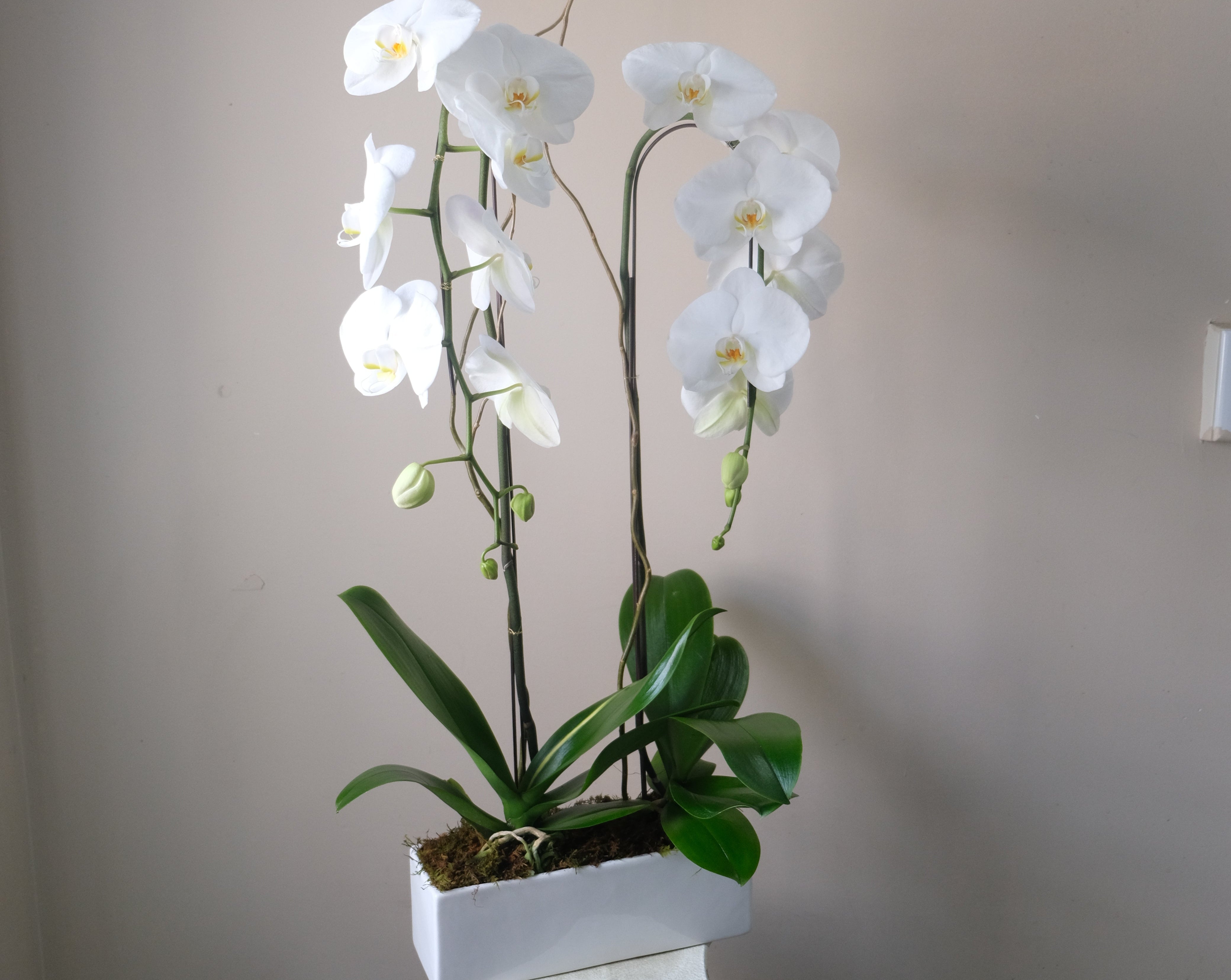 Double Orchid Potted Plant - Immanuel Florist