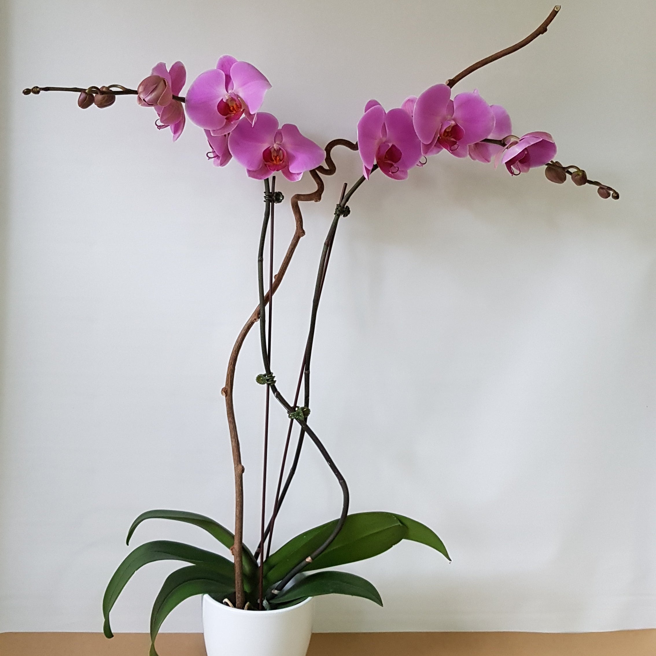 Double pink orchids - Immanuel Florist