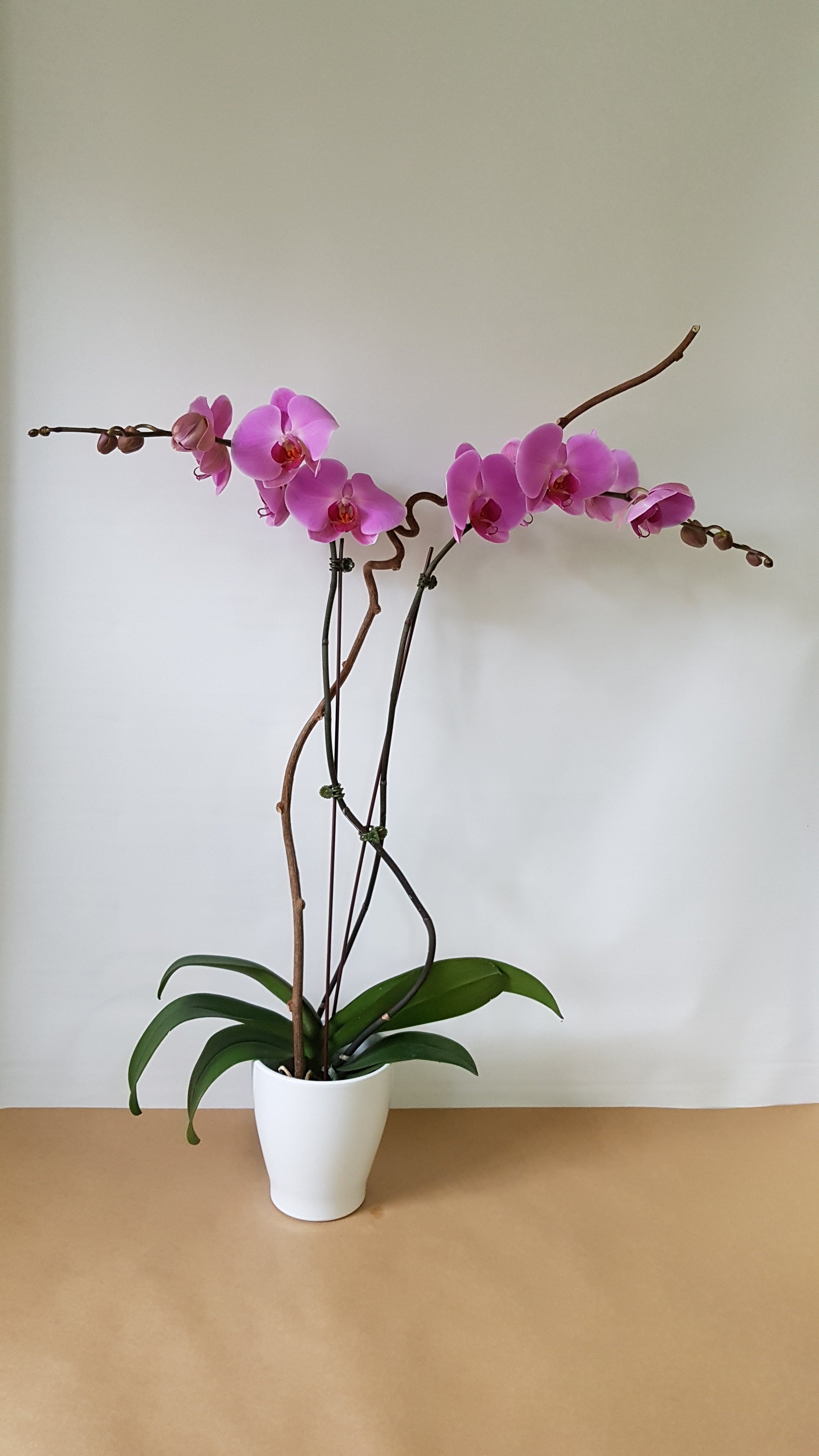 Double pink orchids - Immanuel Florist