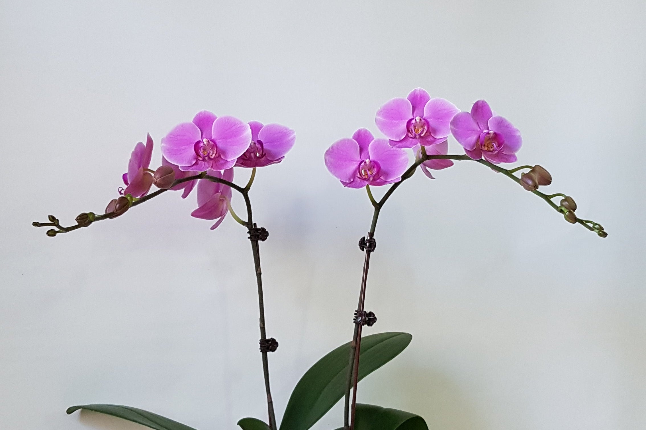 Pink mini Orchids Pot - Immanuel Florist