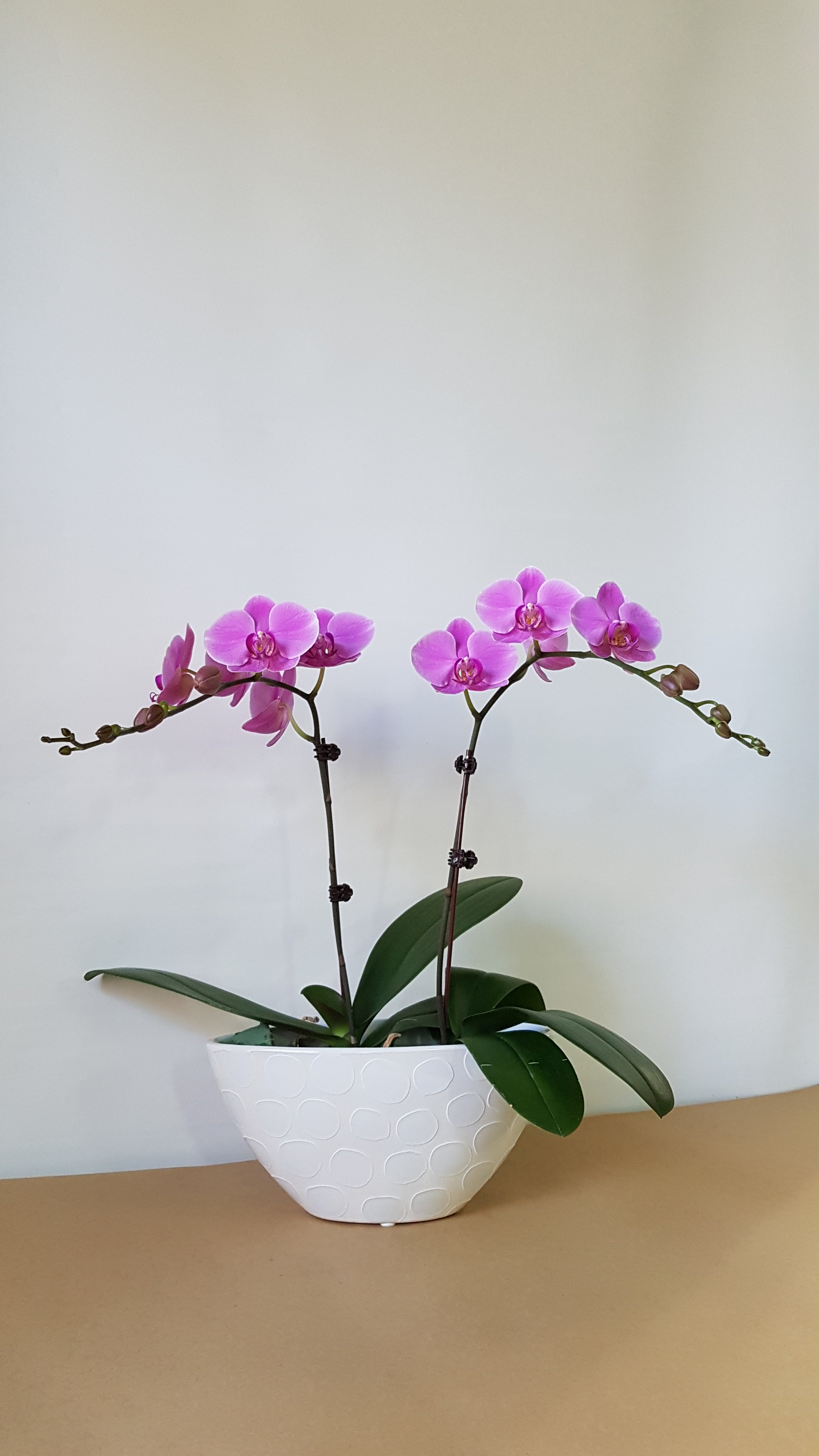 Pink mini Orchids Pot - Immanuel Florist