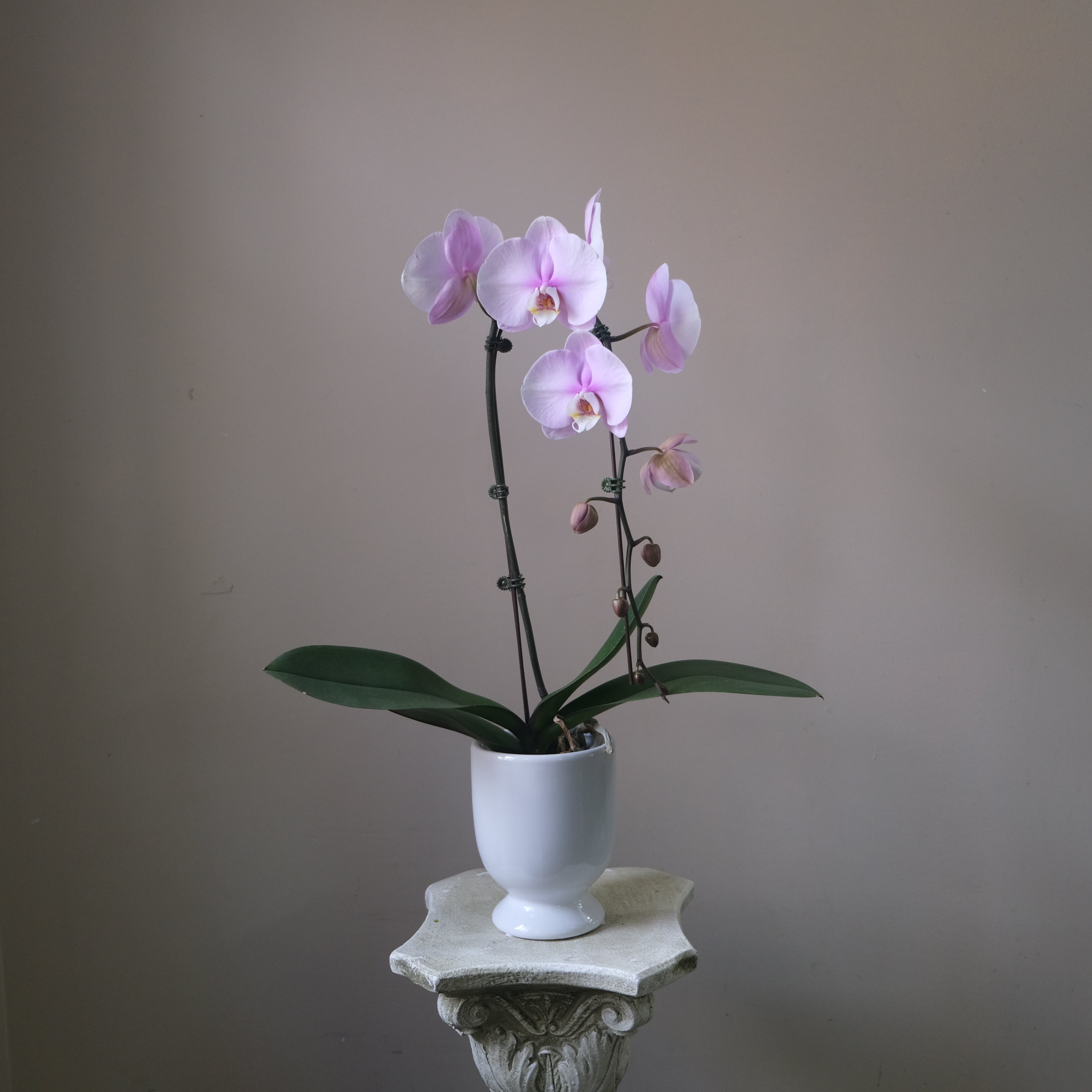 Purple Orchid - Immanuel Florist