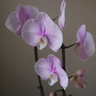 Purple Orchid - Immanuel Florist