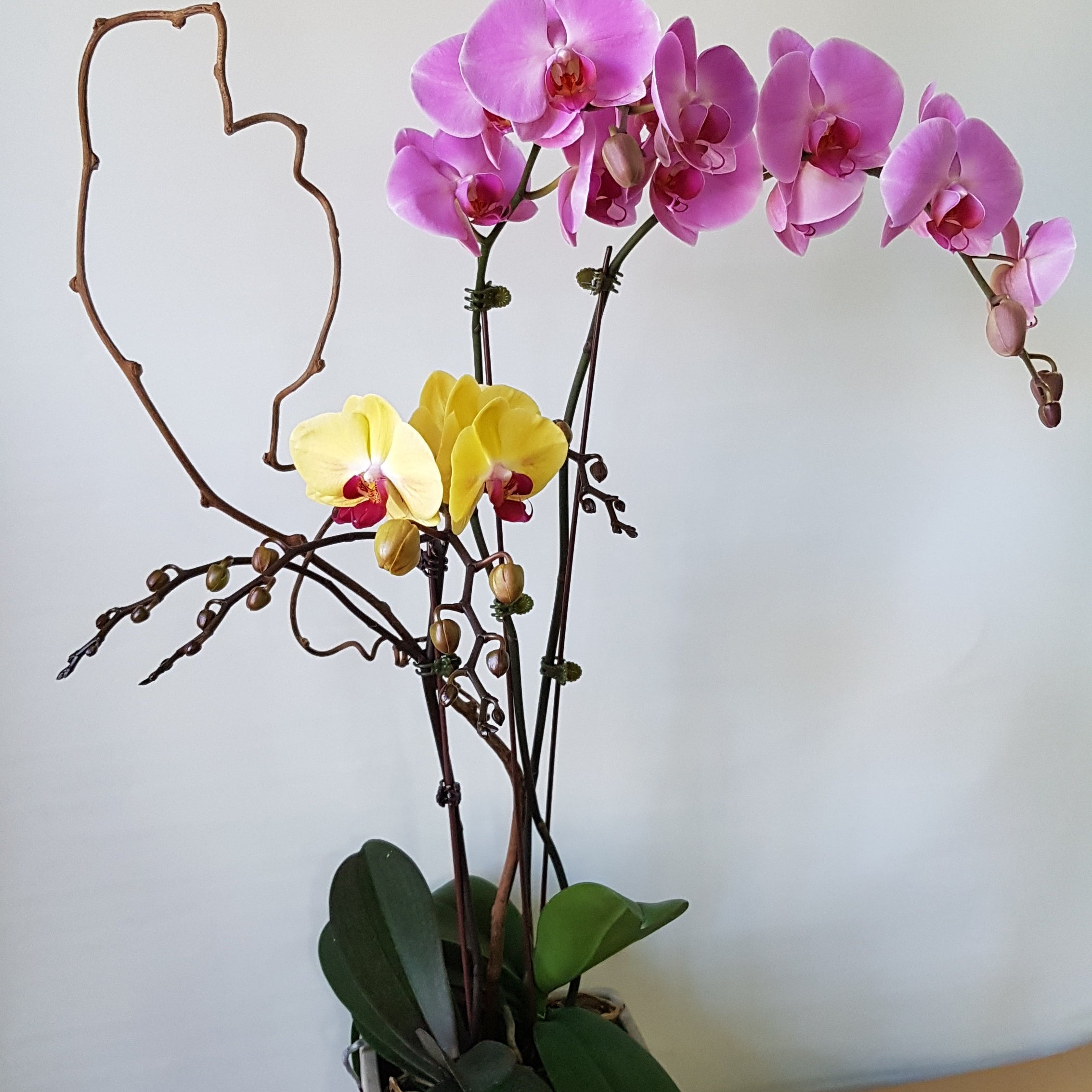 Spring Orchid Garden - Immanuel Florist