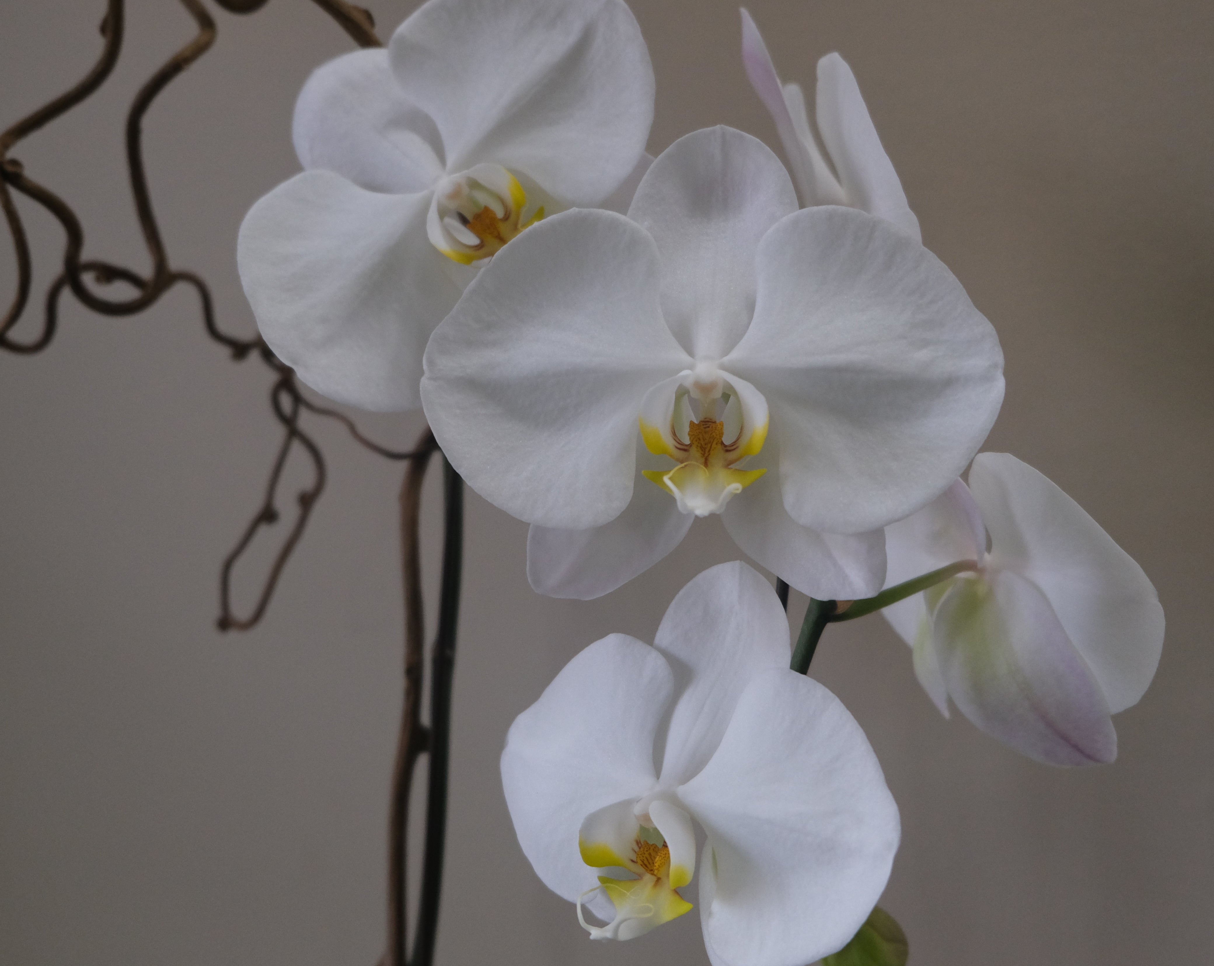 White Orchid - Immanuel Florist