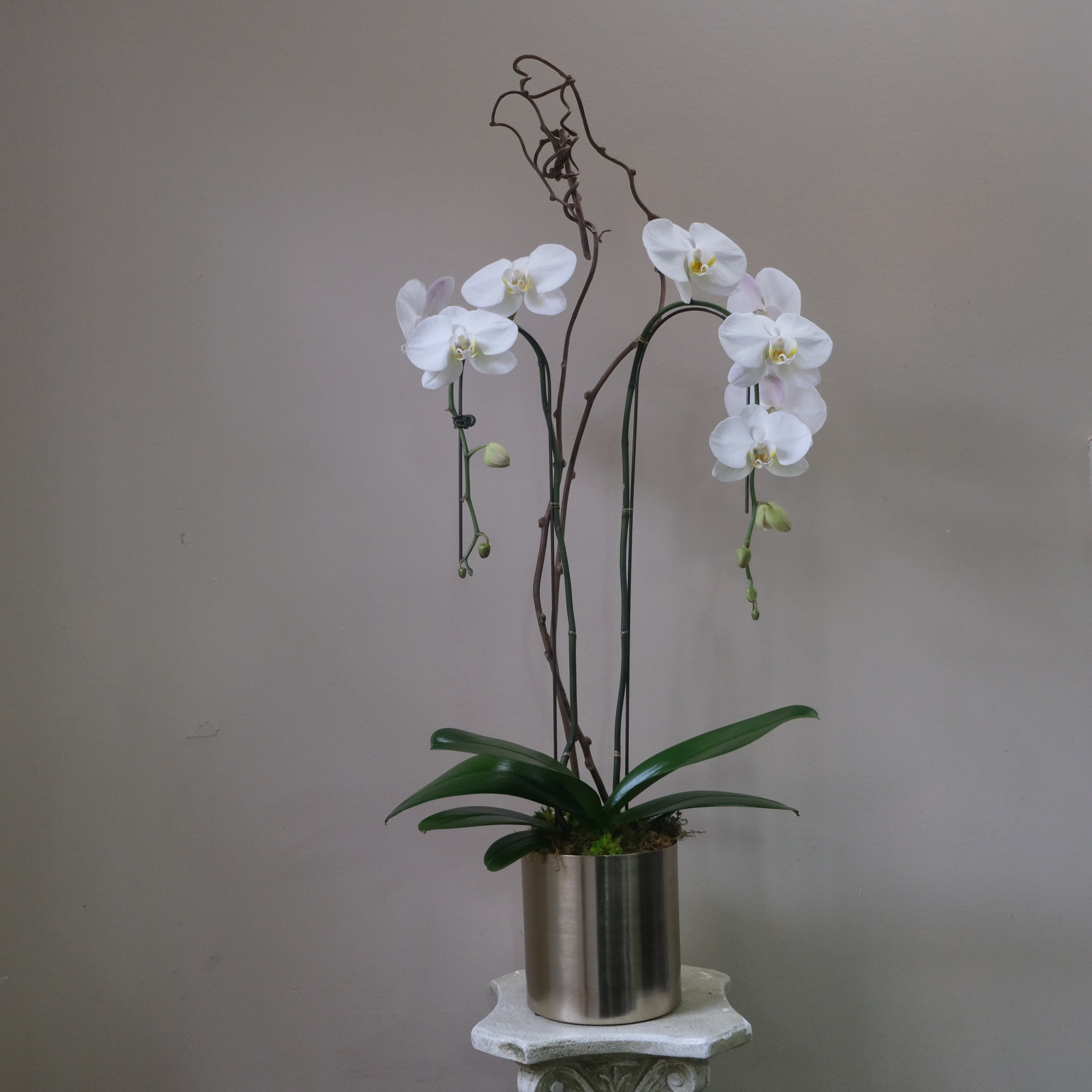 White Orchid - Immanuel Florist