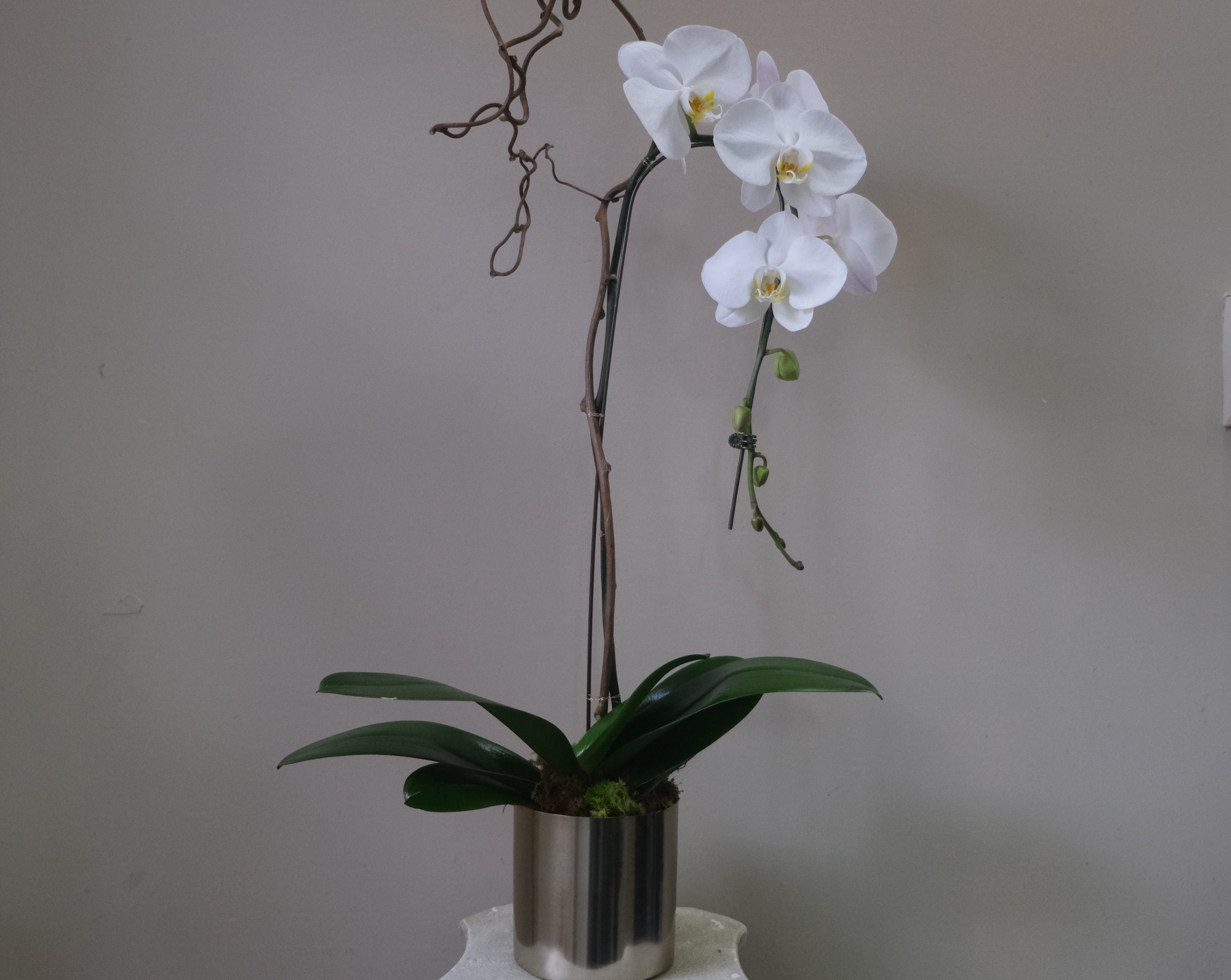 White Orchid - Immanuel Florist
