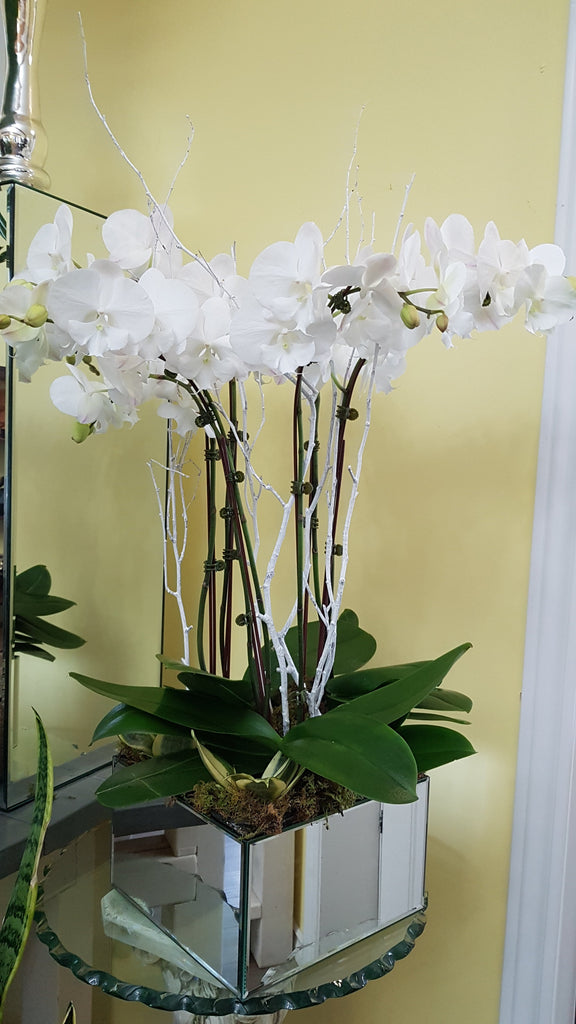 White Phalaenopsis Orchids - Immanuel Florist